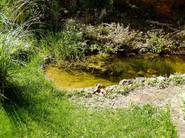 Il Laghetto del Centro di Entomologia - Piombino (LI)